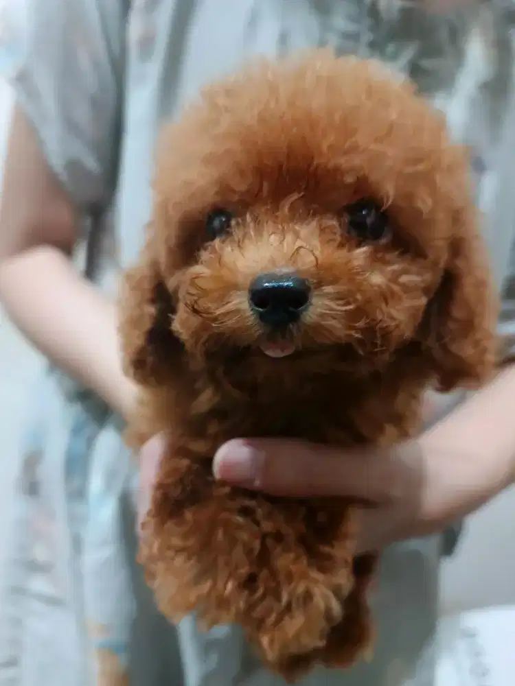 Tiny Poodle Betina