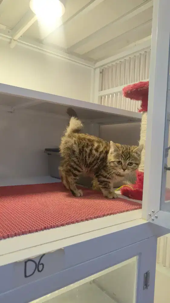 Kucing kitten ash bsh jantan