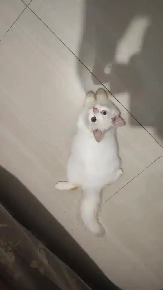 KUCING PERSIA ODD EYE 2BULAN