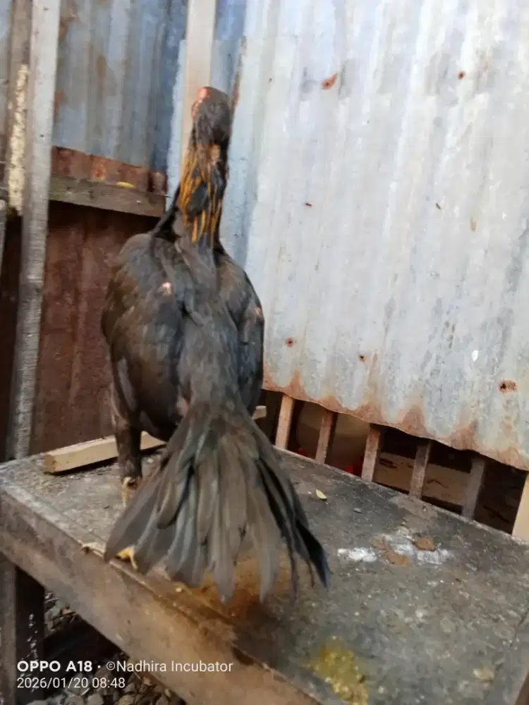 Induk ayam ekor lidi