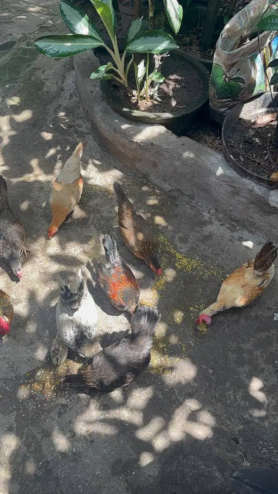 AYAM KATE HIAS PILIHAN - JINAK SEHAT DAN BERSTAMINA