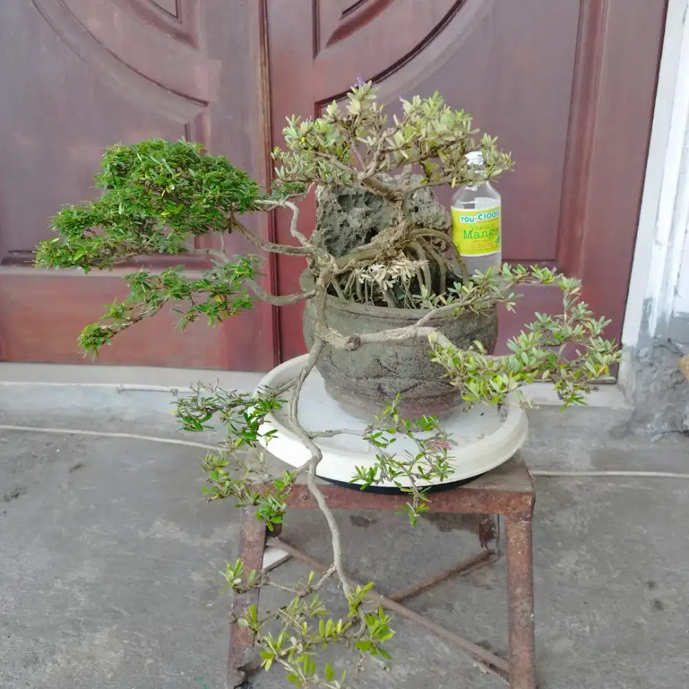 Bonsai Saengsimbur Super Mikro Vietnam Varigata OTR