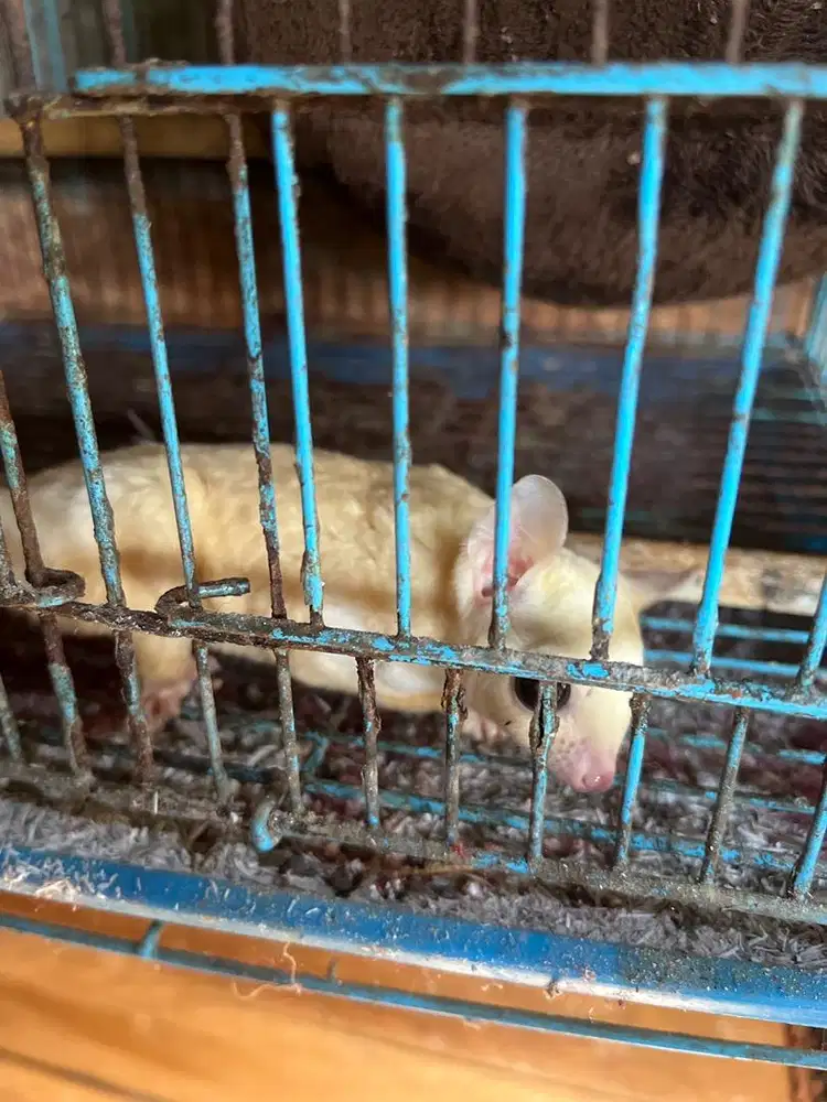 INDUKAN SUGAR GLIDER JANTAN SIAP BRIDING