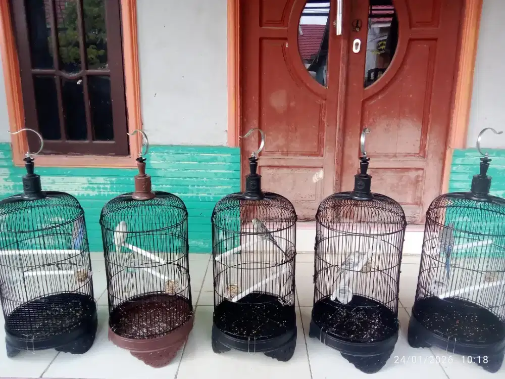 Burung parkit dan kandang