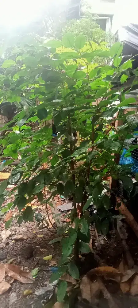 Pohon beringin untuk bonsai