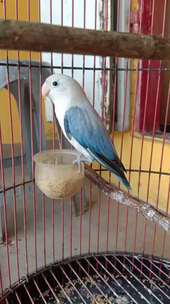 Lovebird burja saja