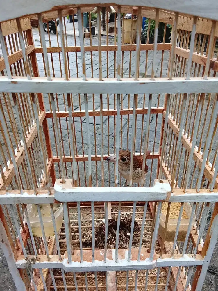 Jual burung pentet macan