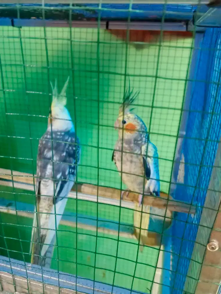 Burung falk australia