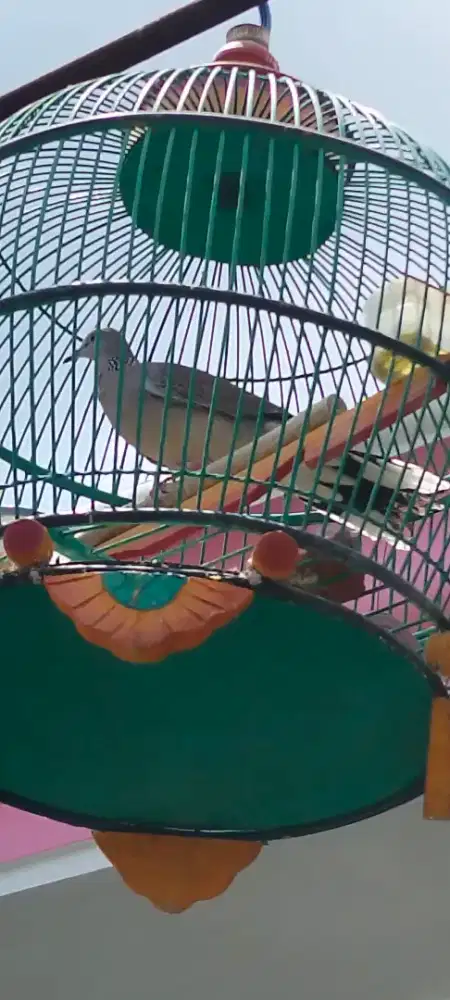 Jual burung derkuku kuk 3 paten murah meriah