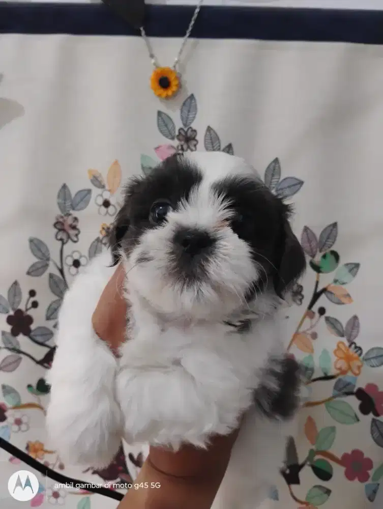 Anjing Shitzu mix Maltese 1,5 betina