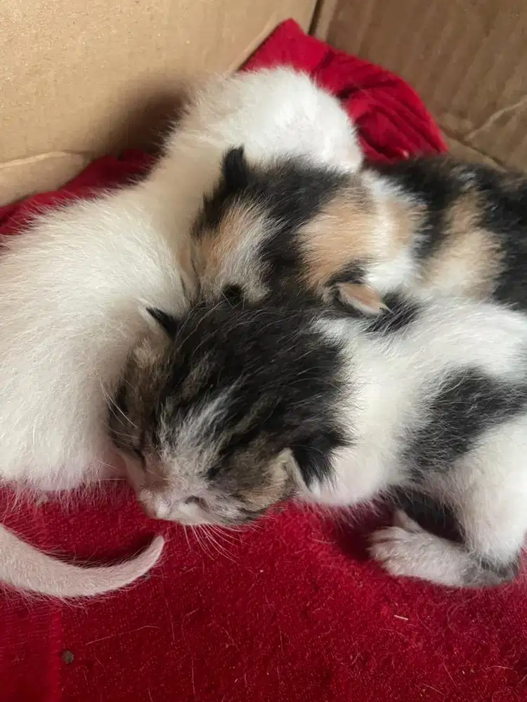 FREE addopt beserta induk nya