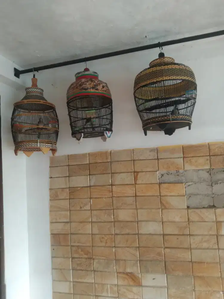 Dijual Burung, Tekukur, perkutut Bangkok dan perkutut lokal alam