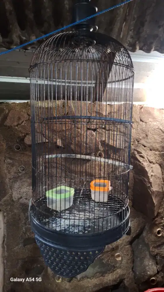 Sangkar Burung Love Bird