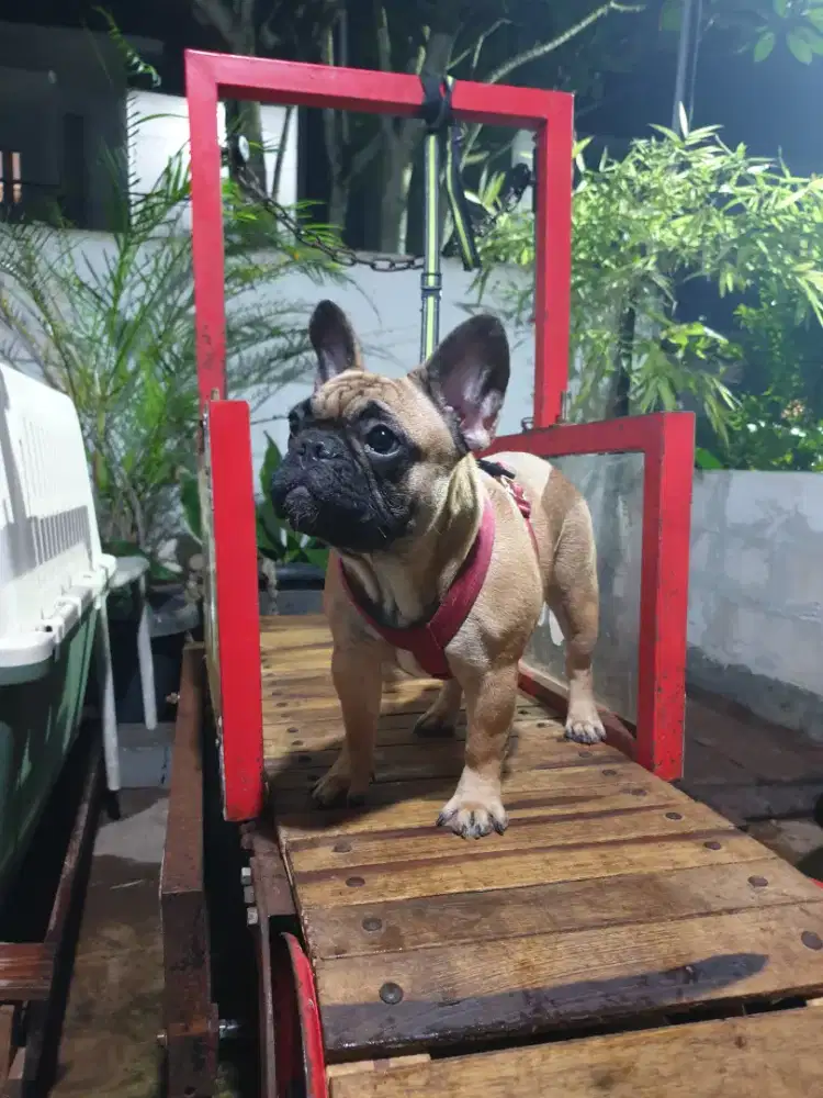 Frenchie female good bloodline