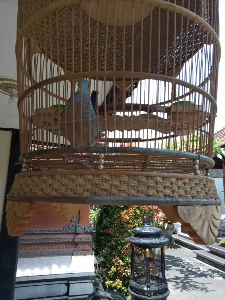 Dijual burung perkutut bangkok