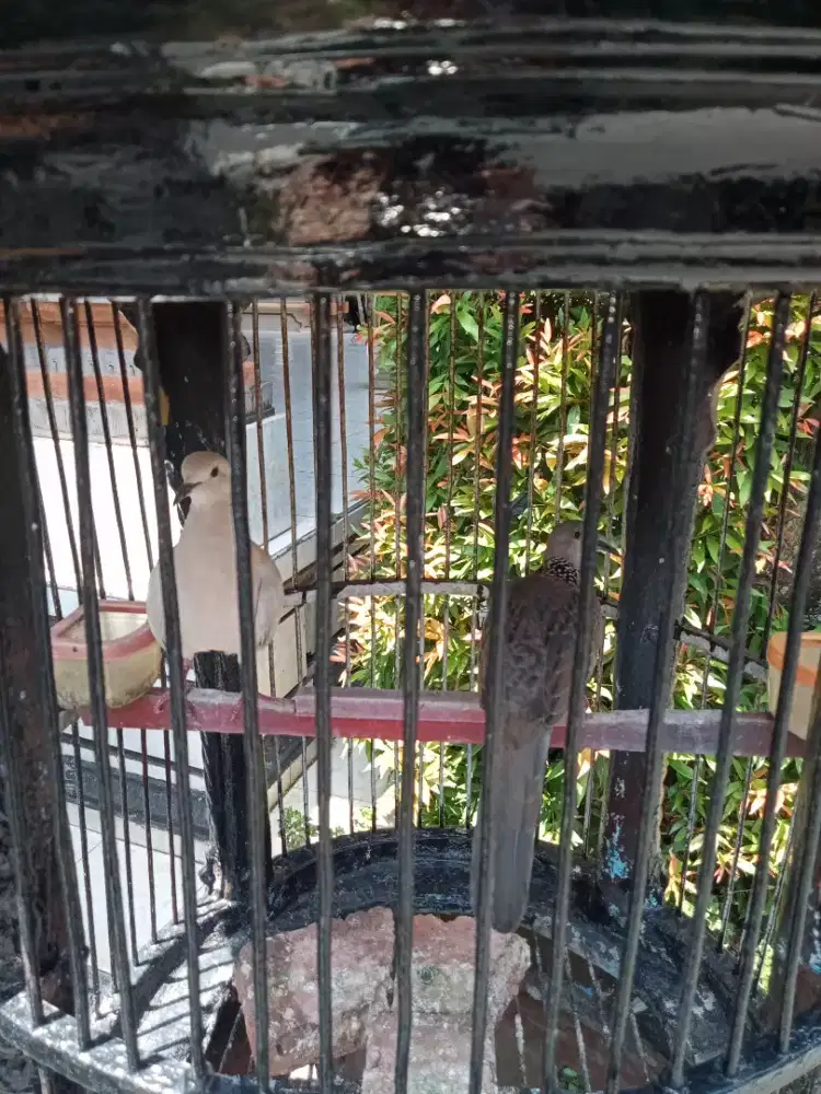 Jual burung tekukur dan puter