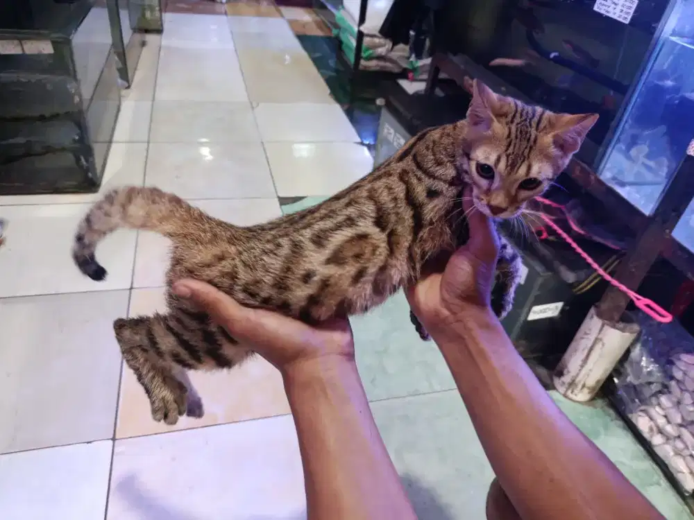 KUCING BELANG JANTAN 5BULAN