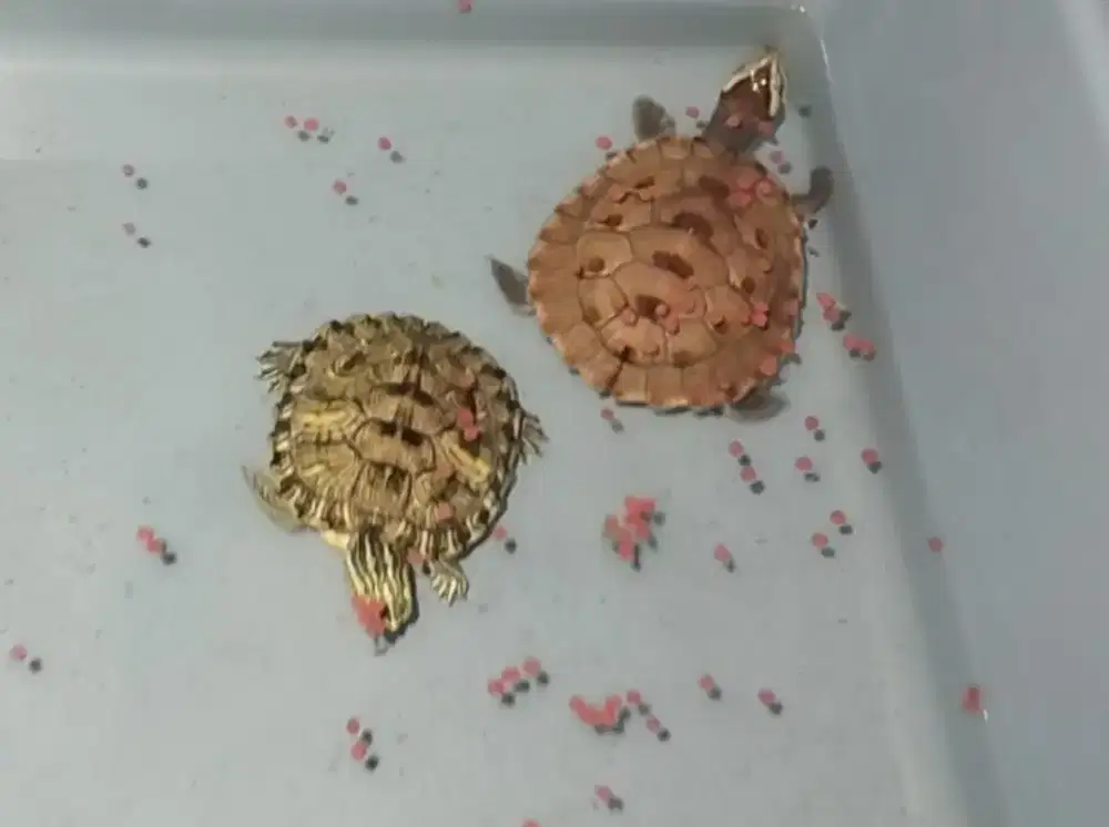 Kura kura dada merah + yellow belly