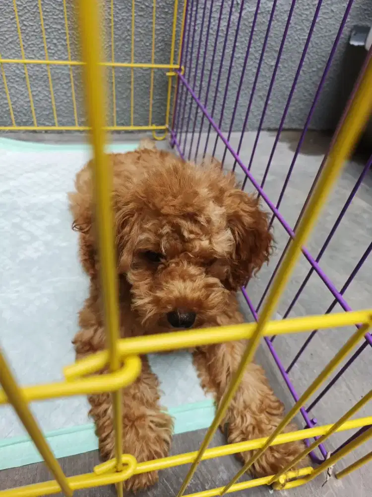 Anjing poodle warna coklat