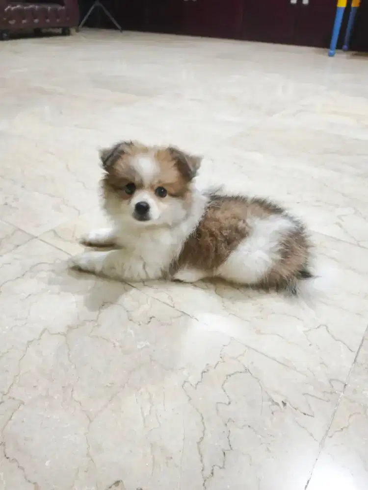 ANAK ANJING POM MIX SHIHTZU