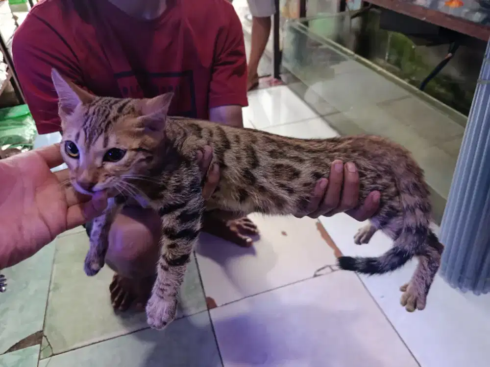 Kucing Jantan 5 bulan