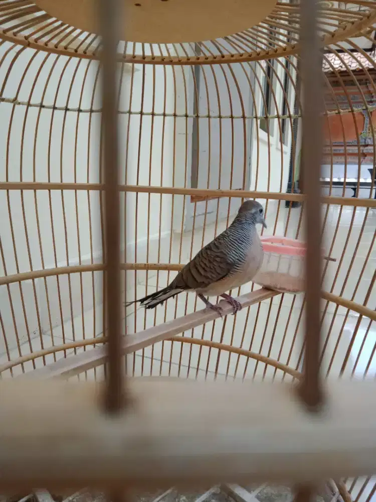 Jual burung perkutut lokal gacor