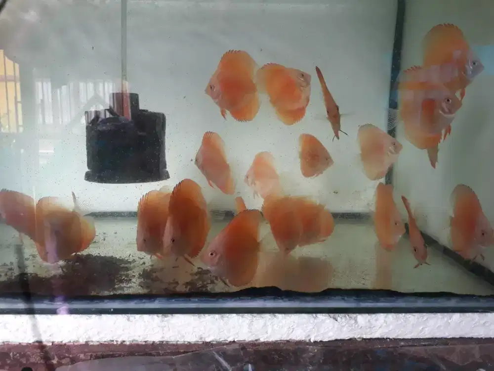 Dijual ikan discus