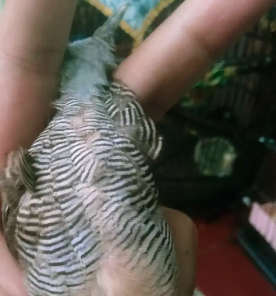 Perkutut lokal kalung tepuk udan mas