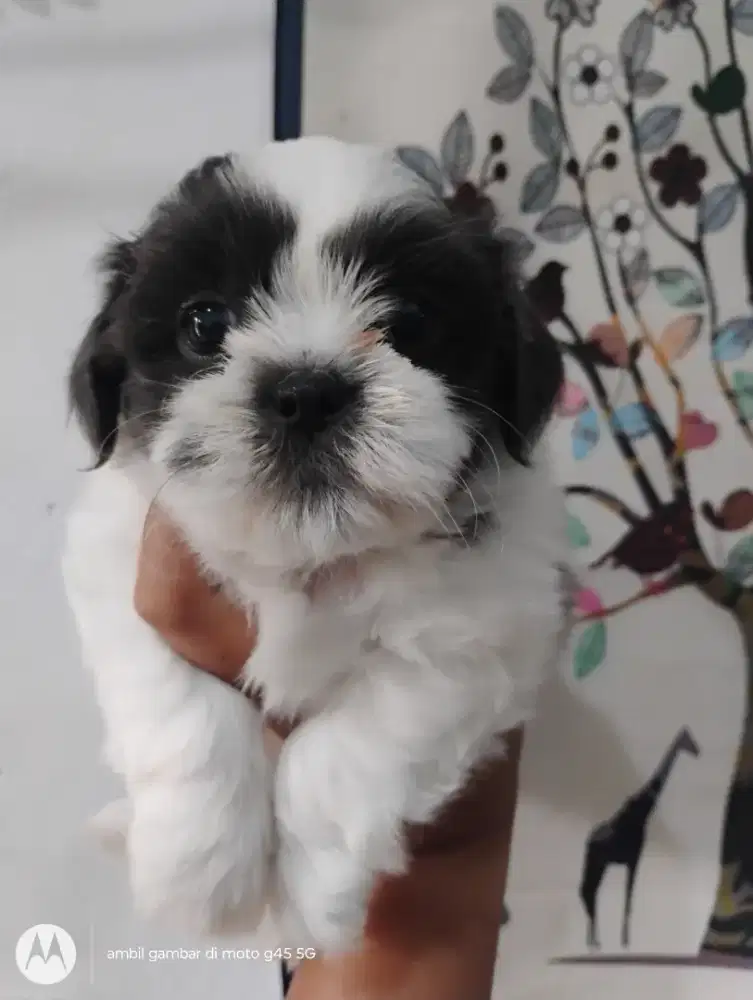 Anjing Shitzu mix 1,5 betina gemesin
