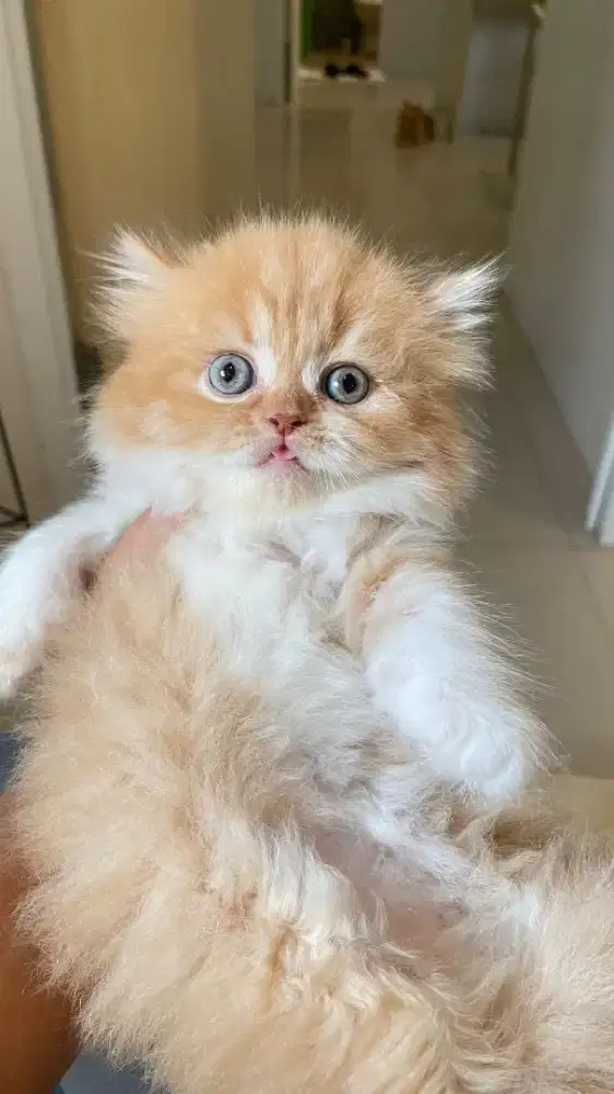 Open adopt kitten 2 bulan , flatnose LH Jantan