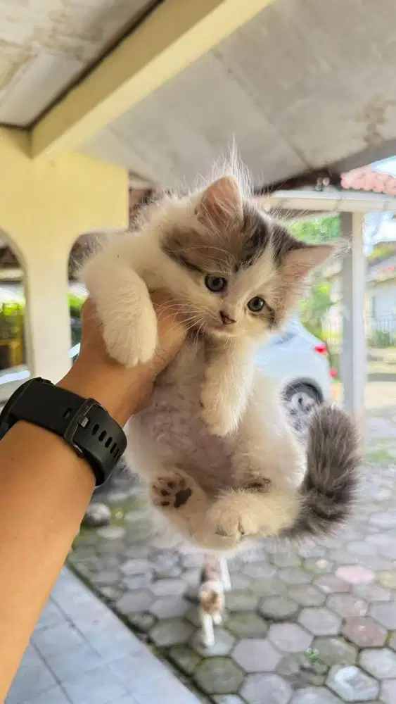 ANAK KUCING PERSIA LUCU JINAK
