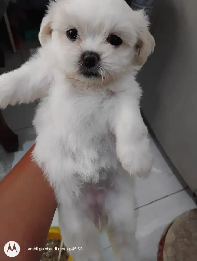 Anjing Shitzu mix 1,5 bulan gemesin