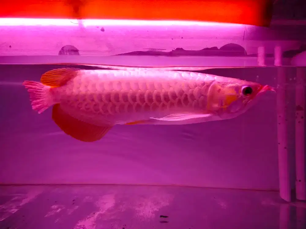 Arwana Super Red