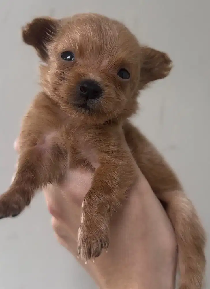 Anakan anjing mini pompoo betina