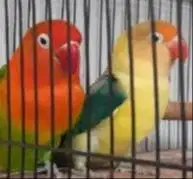 Lovebird Biola Green + FC mulus