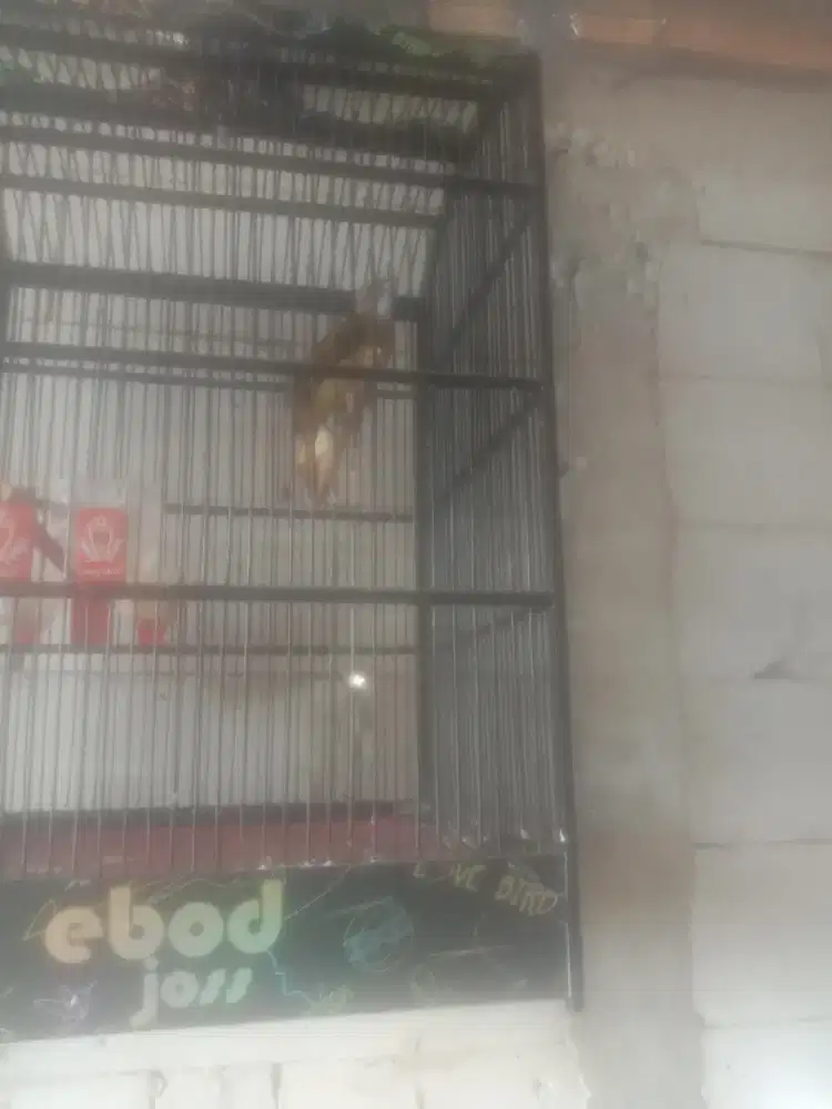 Cucak jenggot masteran murai