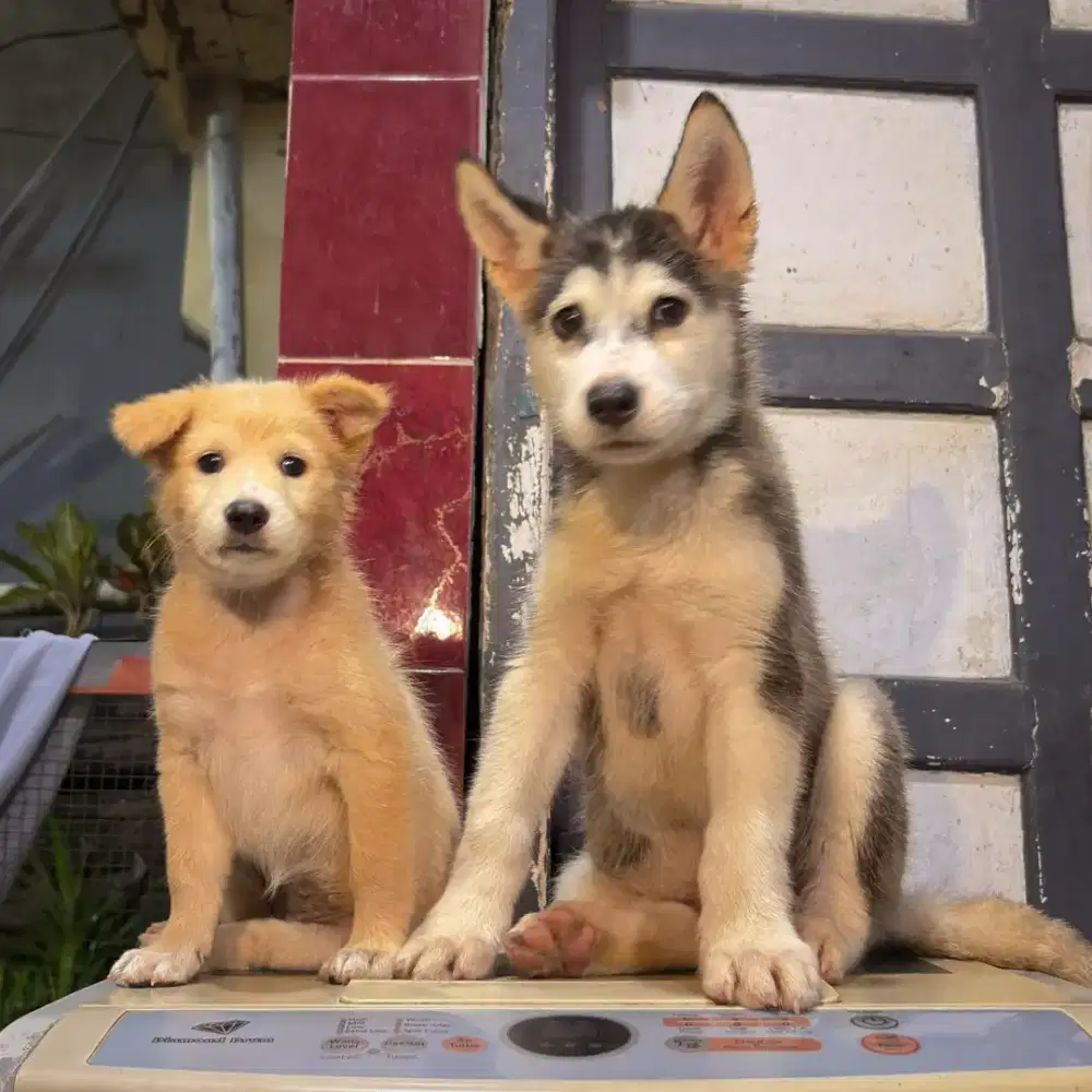 Anakan Husky bonus golden mix
