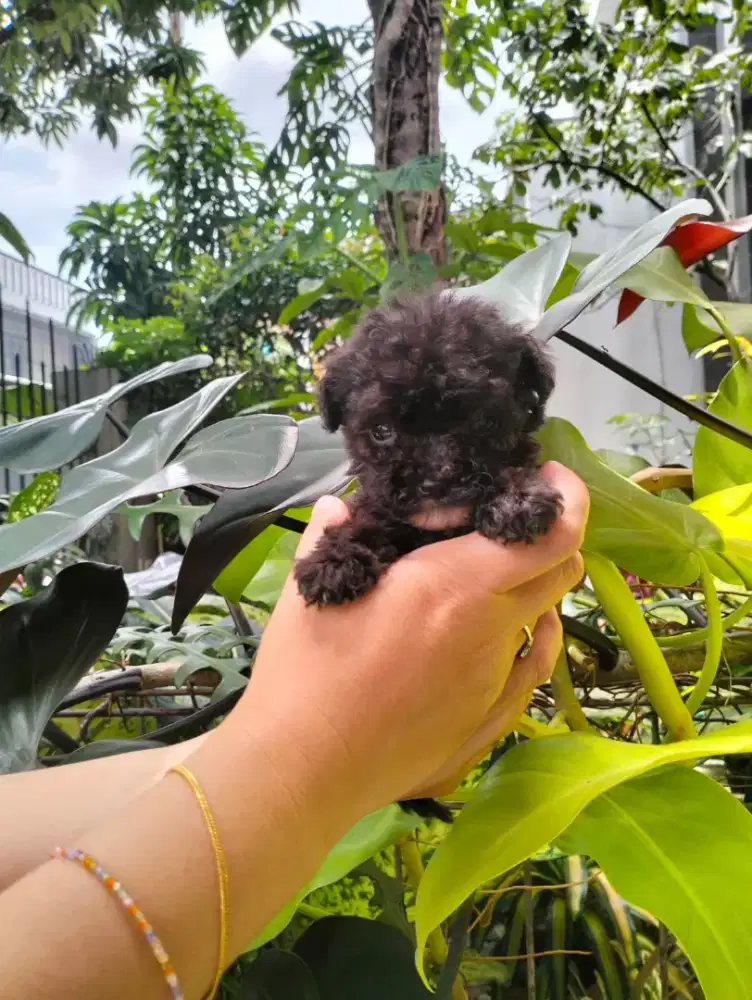 Open booking maltipo hitam betina •TOFFIE•