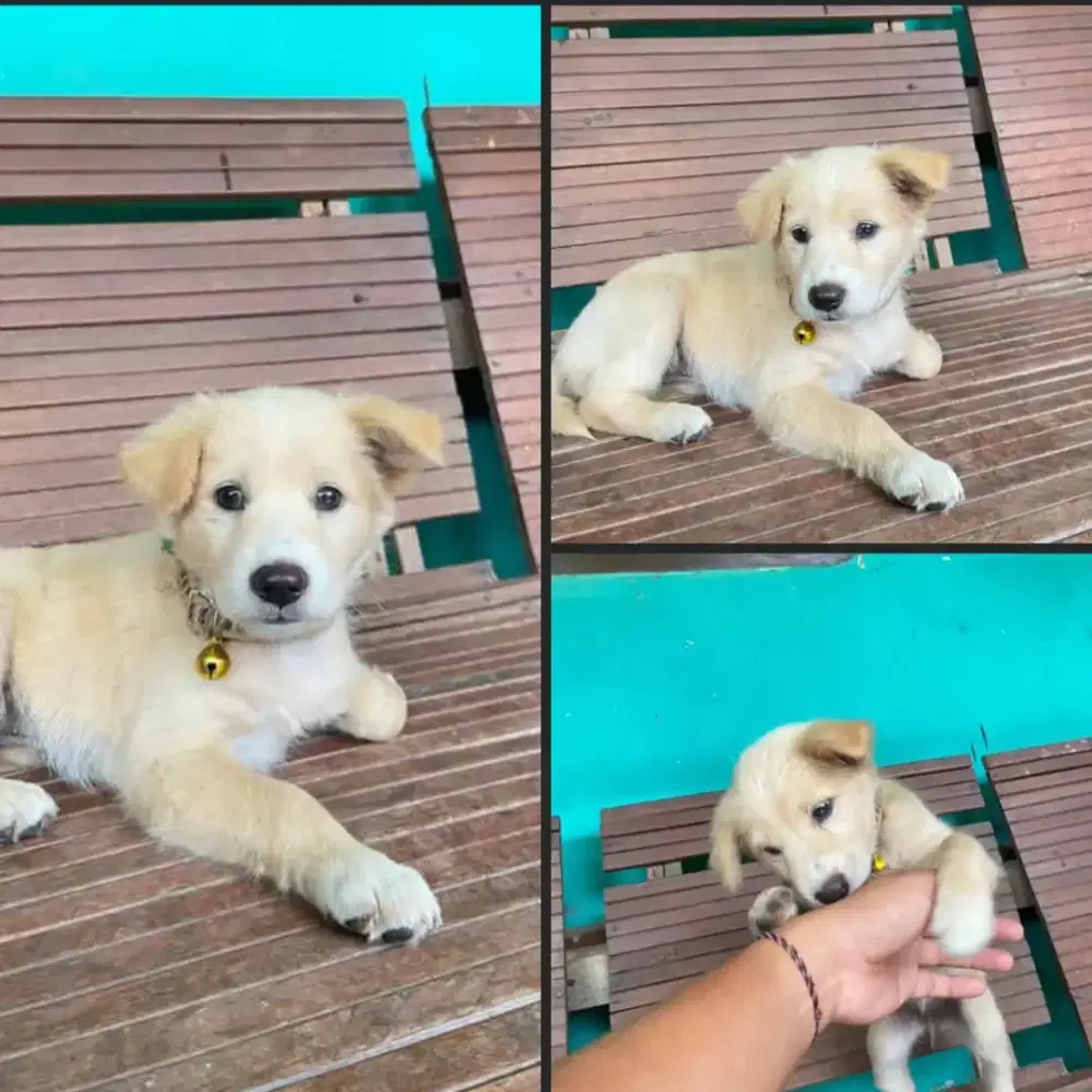 Golden mix murah meriah