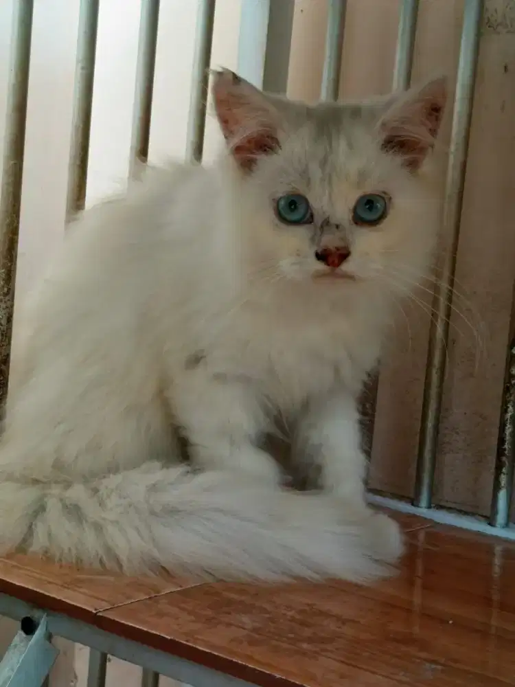 Jual kucing jantan white solid