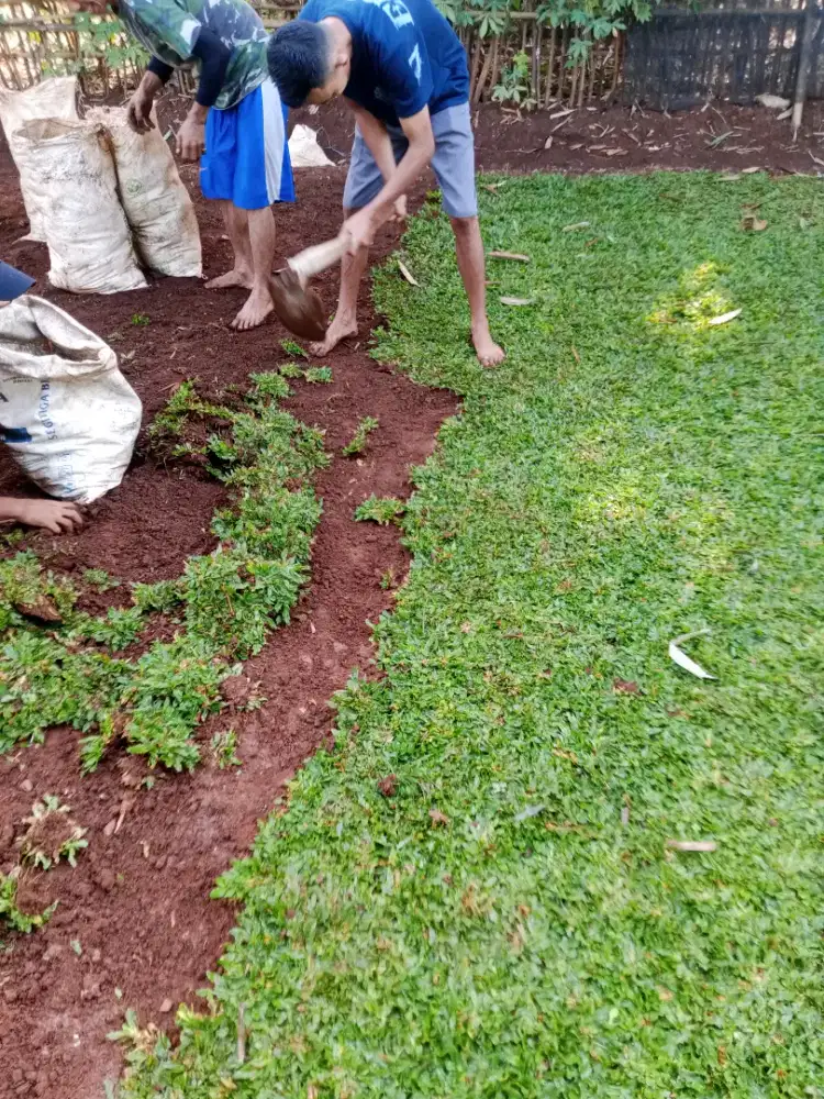 Penanaman rumput gajah mini