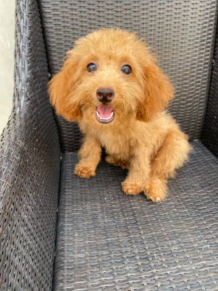 Poodle red betina vaksin non stb umur 4.5 bln