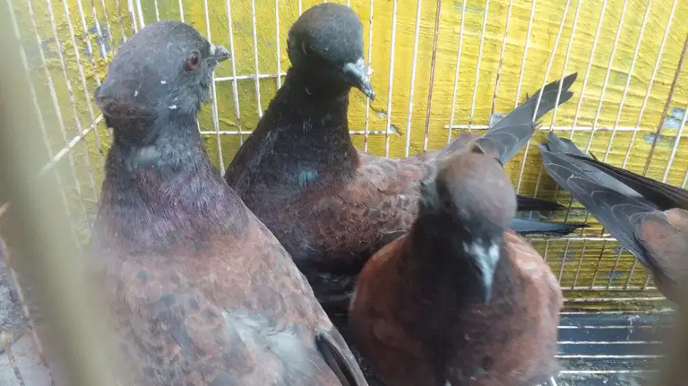 merpati endemik piyik mgg