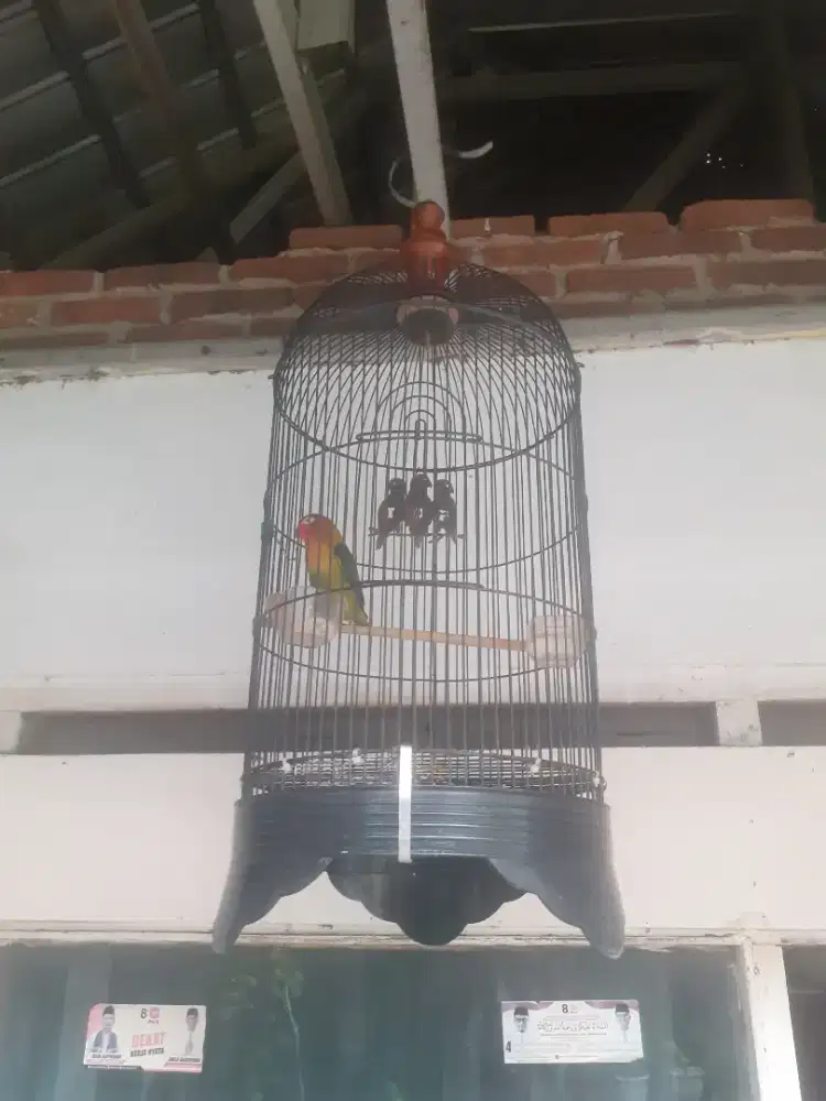 BURUNG LOVEBIRD SETENGAH JADI