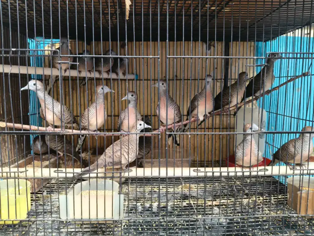 Perkutut Bangkok Ori Double Ring  tra juara kontes