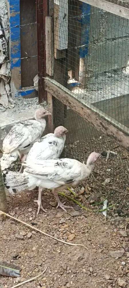 Ready anakan kalkun umur 3 bulan dan 4 bulan lebih