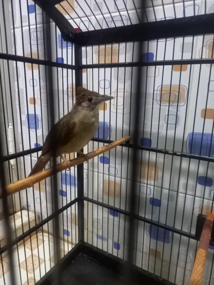 Kapas tembak / Katem Masteran Handal