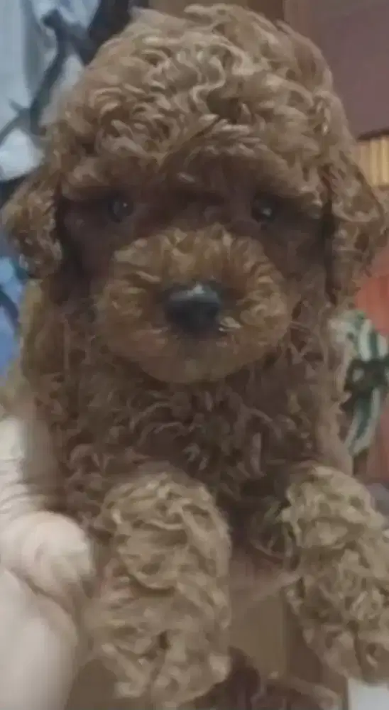 Poodle betina vaksin