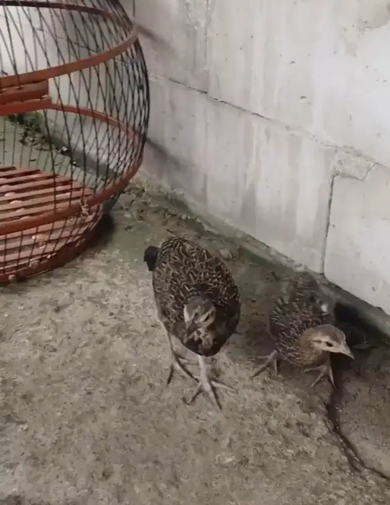 Ayam hutan hijau jantan ori sumbawa