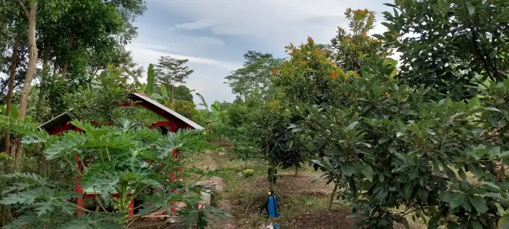 Tanah kebun buah